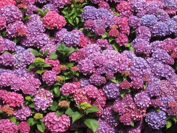 Blumen im Garten von Haus Lambertsen
